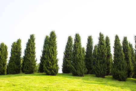 Pine tree garden with blue skyの写真素材