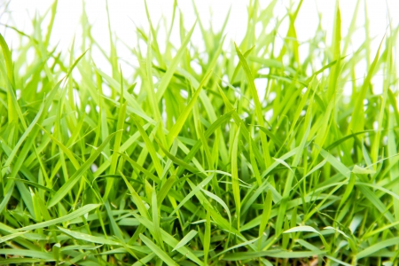 Green grass with white backgroundの写真素材
