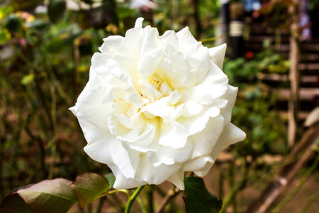 White roseの写真素材