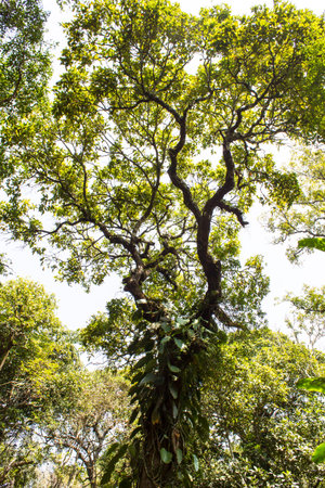 Tropical rainforest