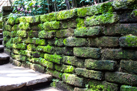 Walkway and Moss on stone wallの写真素材