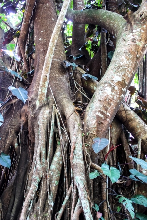 root treeの写真素材