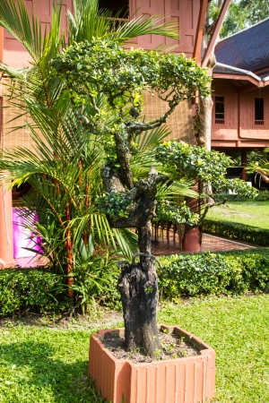 Bonsai Ebonyの写真素材