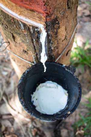 Milk of rubber tree into a wooden bowlの写真素材
