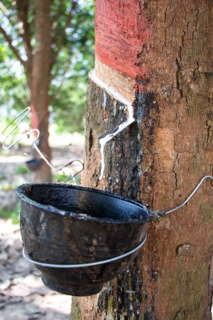 Milk of rubber tree into a wooden bowlの写真素材