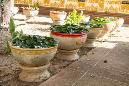 lotus potの写真素材