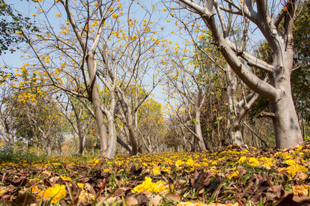 yellow silk cotton flowers on blue sky