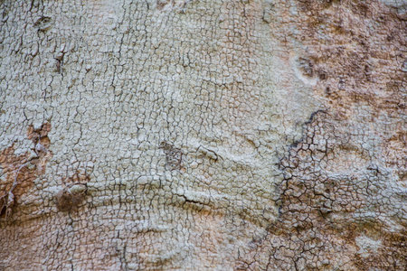 Bark 