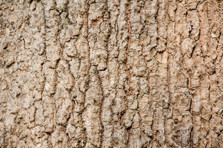 Bark 