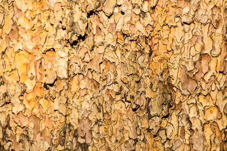 Tree bark textureの写真素材