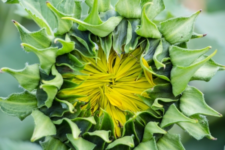 Bud Sunflower flowerの写真素材