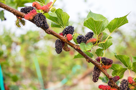 mulberry on treeの写真素材