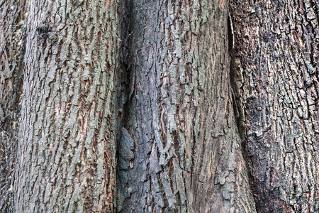 Bark textureの写真素材
