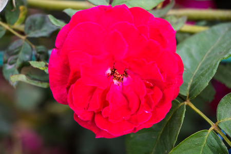 Red rose flowersの写真素材