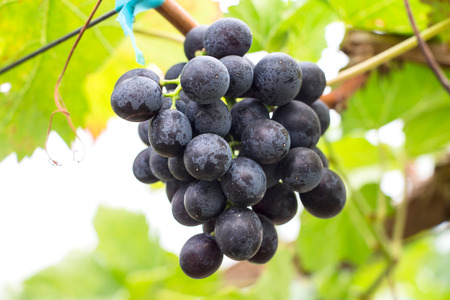 Grapes Blackopor seedless on treeの写真素材