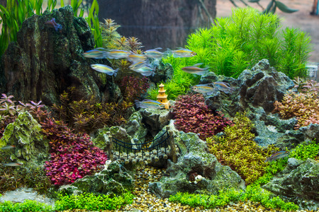 Beautiful aquariumの写真素材