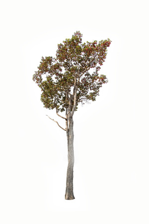 Dipterocapus Intricatus, tropical tree in the northeast of Thailand isolated on white backgroundの写真素材