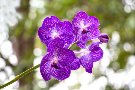 Purple orchid whit green leafの写真素材
