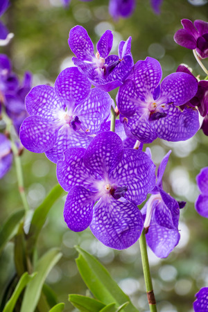 Beautiful purple orchidの写真素材