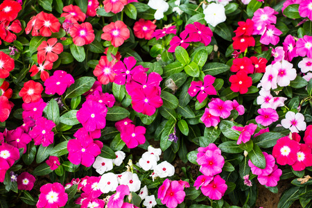 Beautiful flowers in a gardenの写真素材