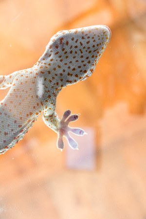 Geckoの写真素材