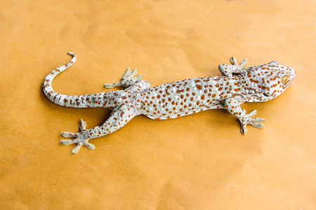 Geckoの写真素材