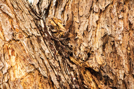 Bark texture 
