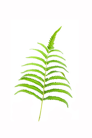 Fern leaf on whiteの写真素材