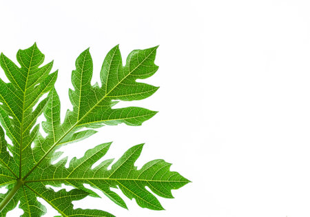 Papaya leafの写真素材