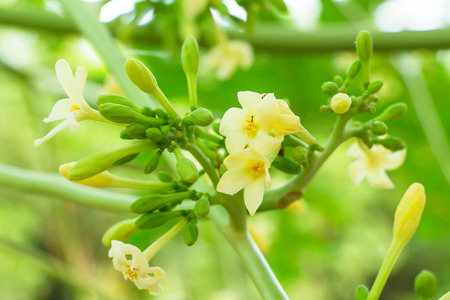 Papaya flowersの写真素材