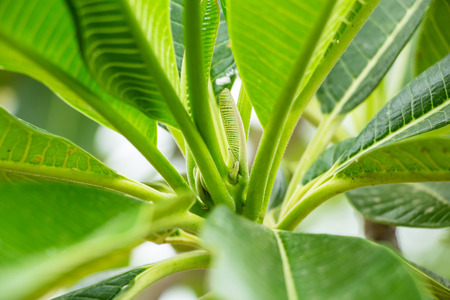 Frangipani leafの写真素材