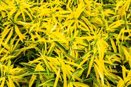 Croton leaf background