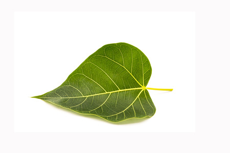 Pipal leaf on white の写真素材