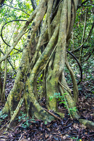 Vine in tropical rain forest Thailandの写真素材