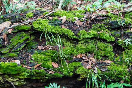 Mossの写真素材