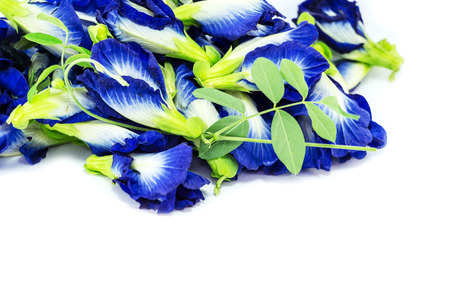 Asian pigeonwings  Clitoria ternatea  の写真素材