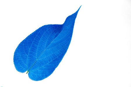 blue leafの写真素材