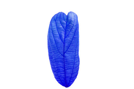blue leafの写真素材