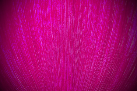 red leaf textureの写真素材