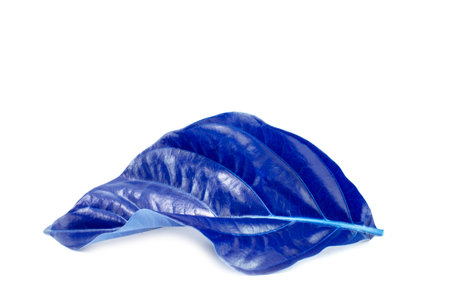 Blue leaf on white background