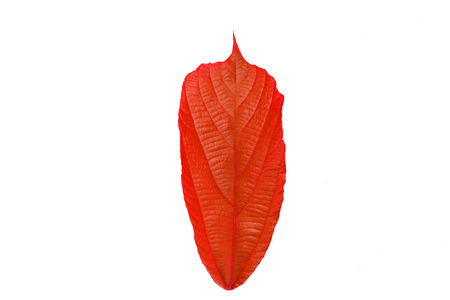 Red leaf on white backgroundの写真素材