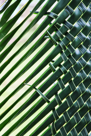 Coconut leaves for decoration. Thai styleの写真素材