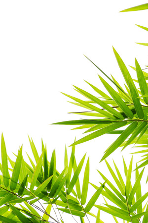 bamboo leafs isolated on white backgroundの写真素材