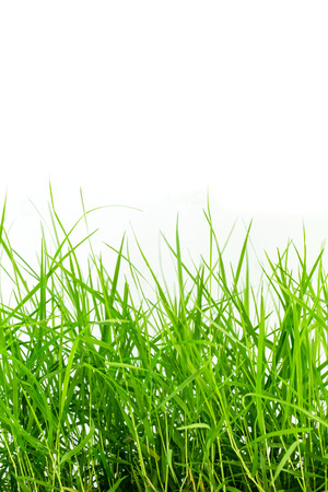 Green grass isolated on white backgroundの写真素材
