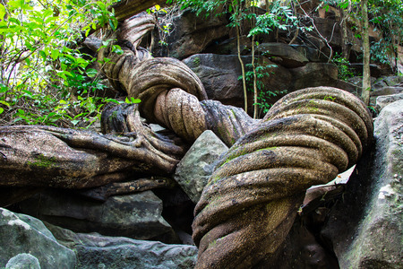 Big twist in a rain forest Thailandの写真素材
