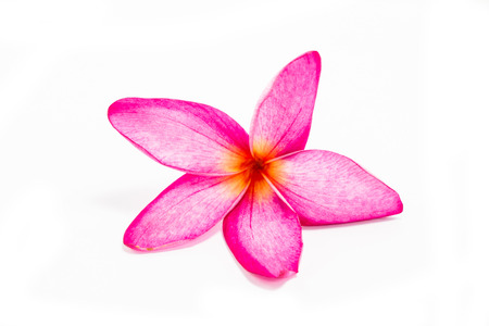 Pink frangipani petal isolated on white backgroundの写真素材
