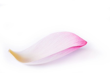 lotus flower on whiteの写真素材