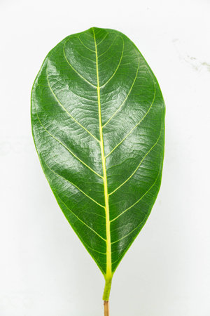 green leafの写真素材