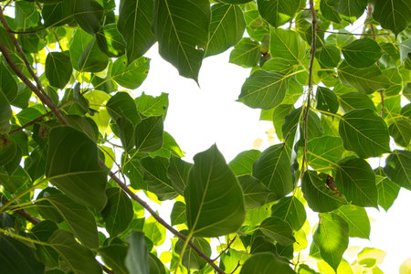 Green leaves