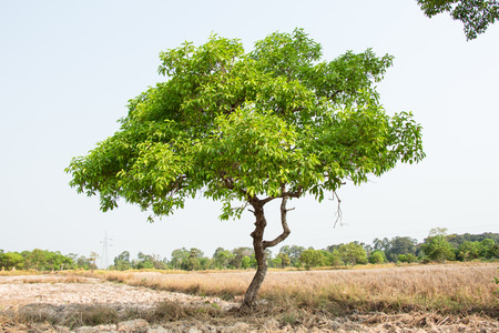 treeの写真素材
